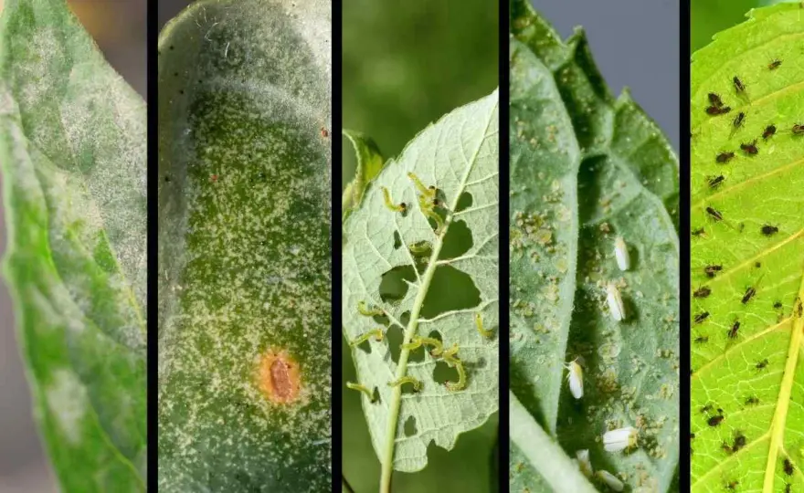 Immagini dei parassiti delle piante e primi rimedi sostenibili