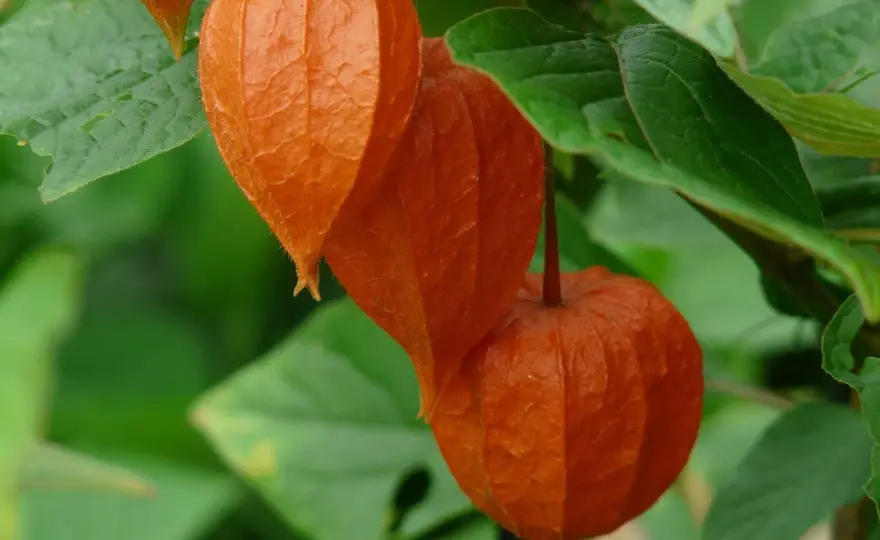 Physalis ernten - so erkennst du reife Früchte richtig