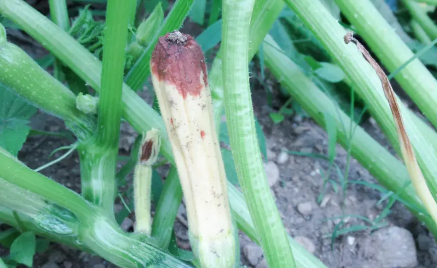 Virosi delle zucchine - sintomi e cosa fare subito