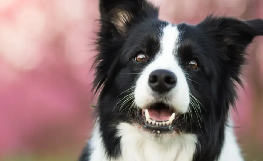 Nombres para Border Collie - ¡Elige el ideal para su carácter!