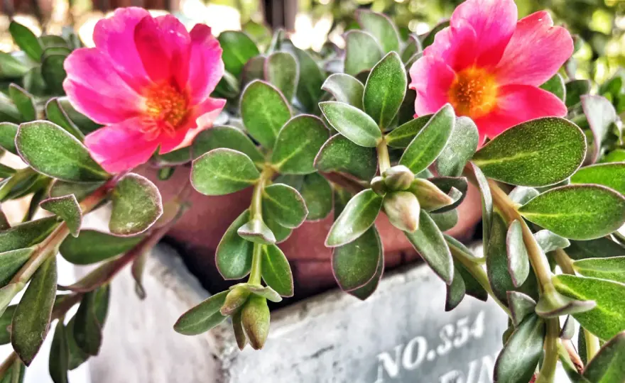 Portulaca in fiore, i segreti per coltivarla al sole