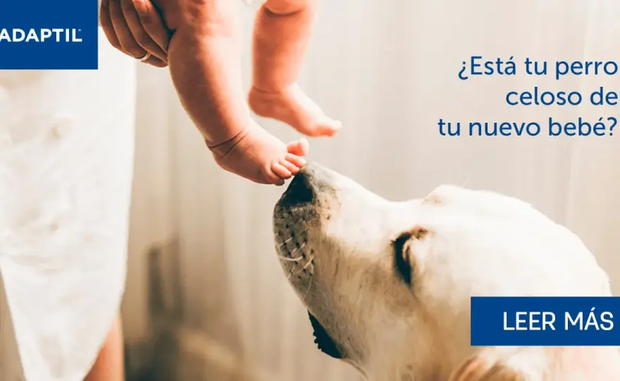Perro Celoso - ¿Por qué lo hace y cómo ayudarle?