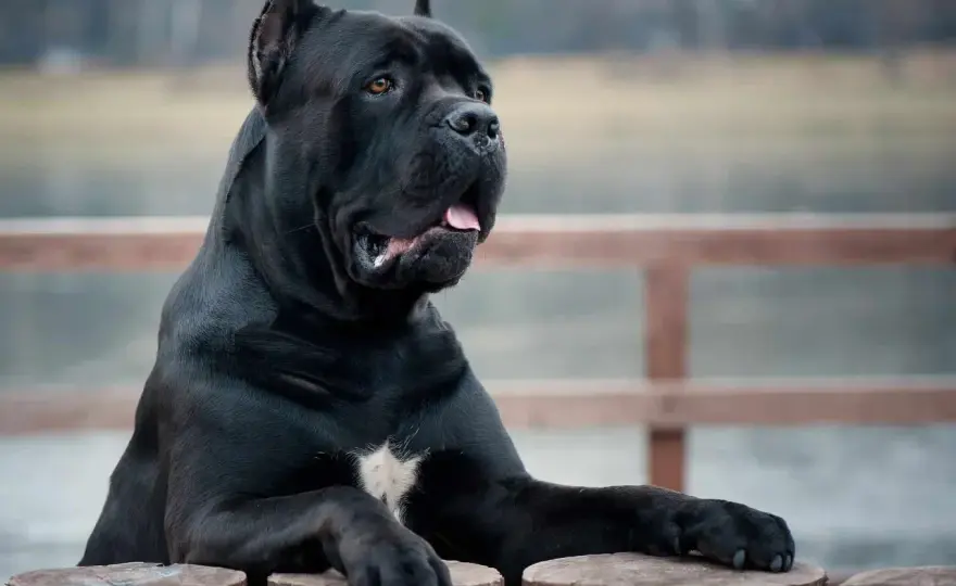 Cane Corso - jaki wzrost ma według wzorca FCI i jak go mierzyć?