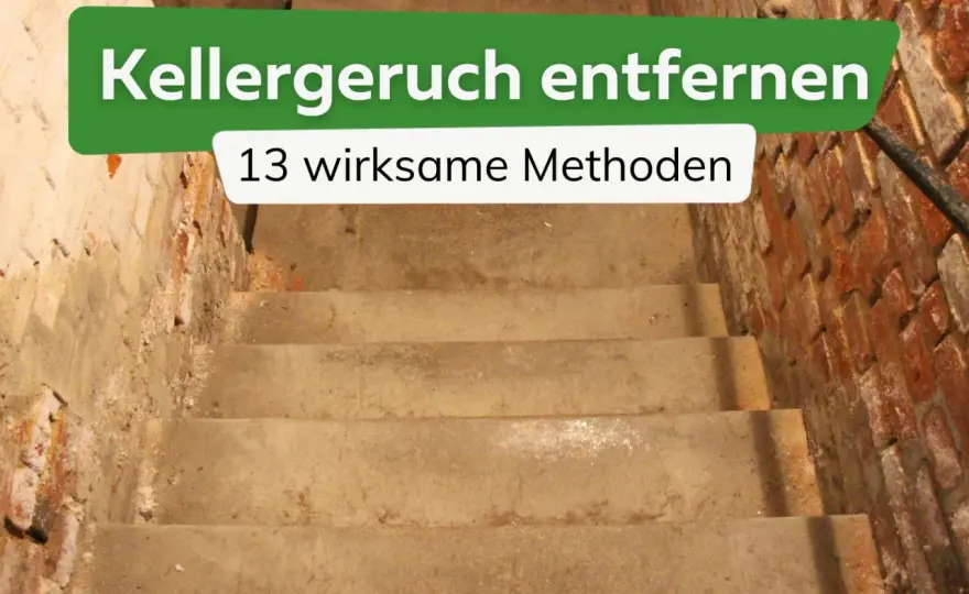 Muffiger Keller - Ursachen finden & Geruch dauerhaft entfernen