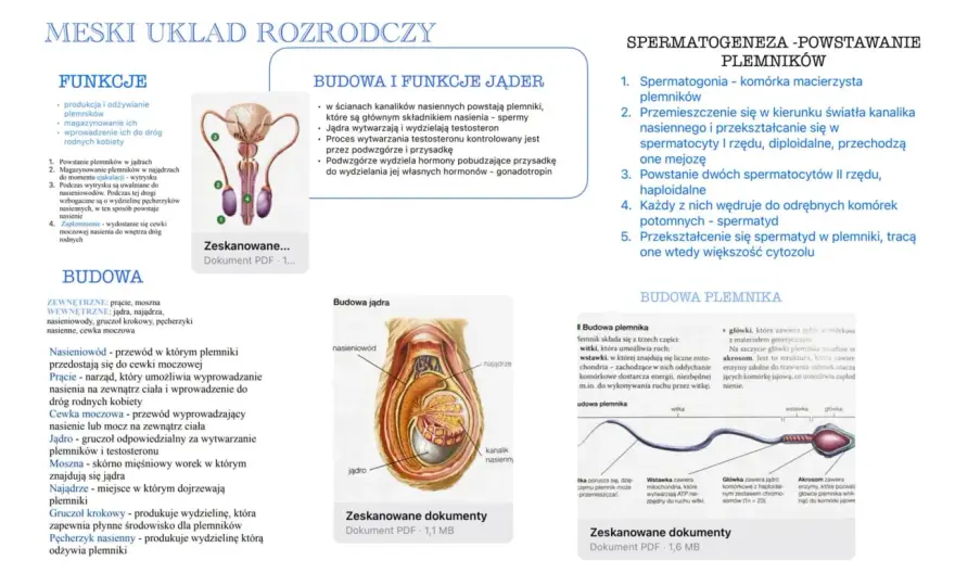Męski układ rozrodczy - Budowa, funkcje, hormony i płodność