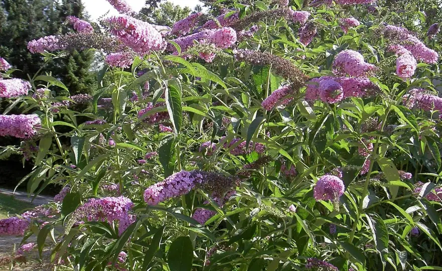Uppstammad benved – Så lyckas du med plantering & skötsel