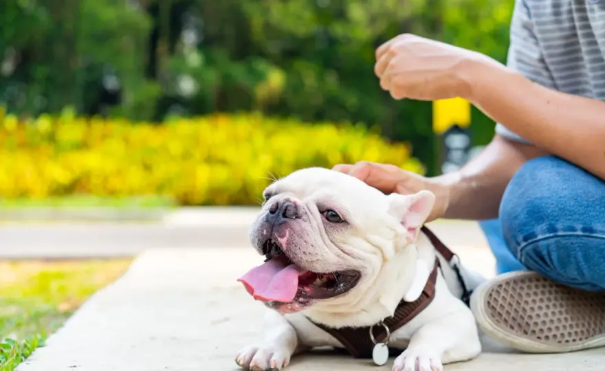 Hitzschlag beim Hund erkennen und richtig reagieren