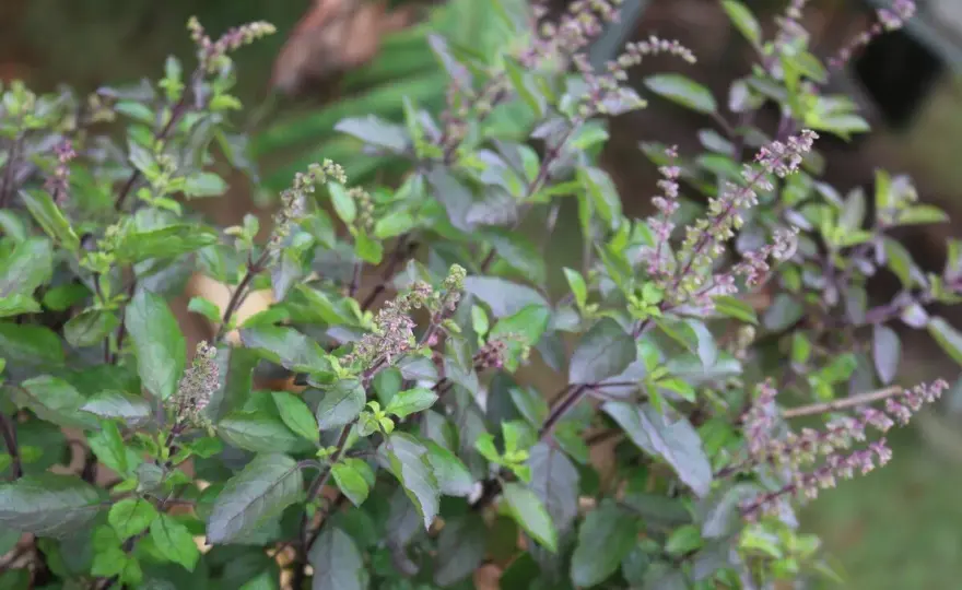 Tulsi - La Guida Completa: Coltivazione, Usi e Benefici