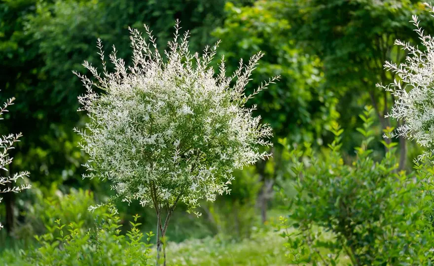 Saule crevette - La taille parfaite pour un feuillage éclatant