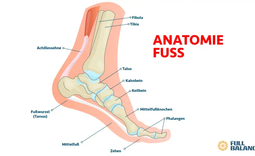 Tarsus Anatomie - Aufbau, Funktion & Schmerzen verstehen