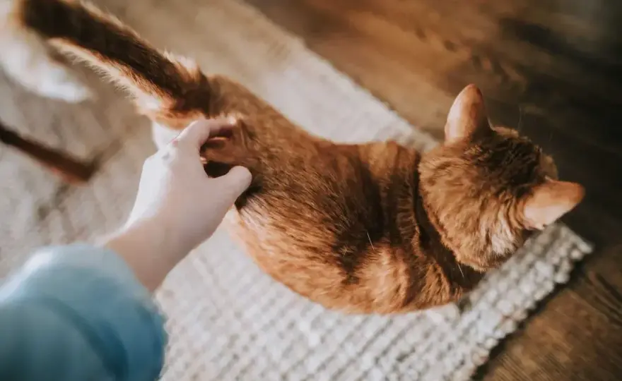 Ruja kotki - objawy, czas trwania i kiedy iść do weterynarza