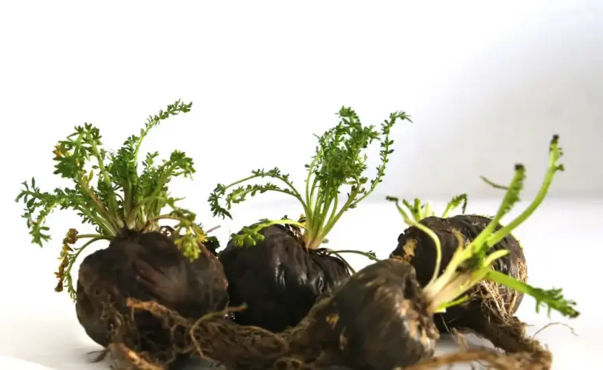 Maca Nera - Controindicazioni e Uso Sicuro: La Guida Completa
