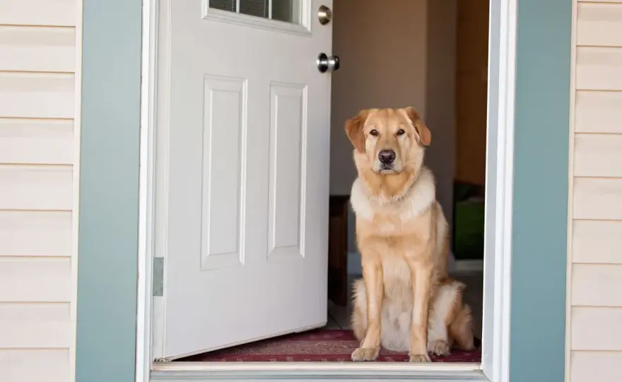 Hund bellt Besucher an - was an der Tür wirklich hilft