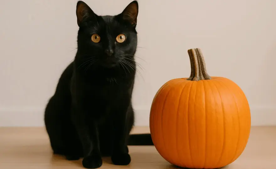 Is Pumpkin Good for Cats? – Safe Use & Vet Advice