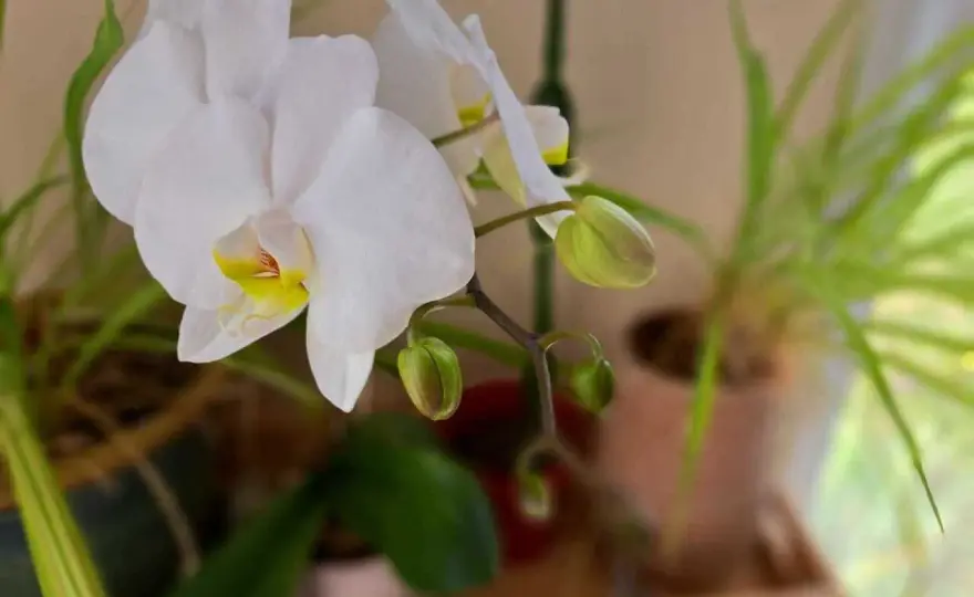 Faire refleurir une orchidée - les bons gestes après la floraison