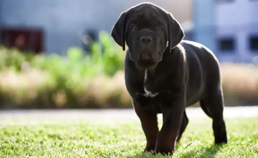 Ile powinien jeść szczeniak Cane Corso, aby uniknąć problemów zdrowotnych?