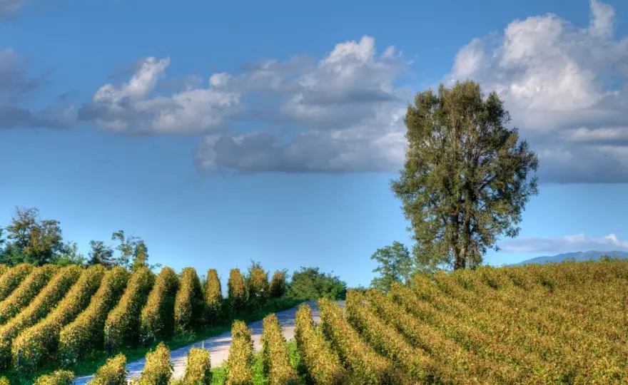 Lombardei Wein - Vielfalt entdecken: Franciacorta, Lugana & mehr