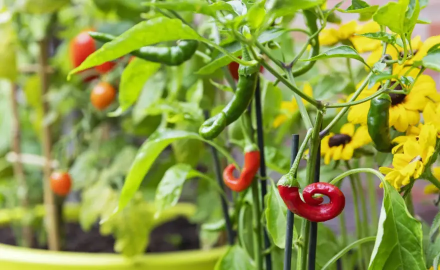Die besten Chili-Nachbarn für Beet und Kübel