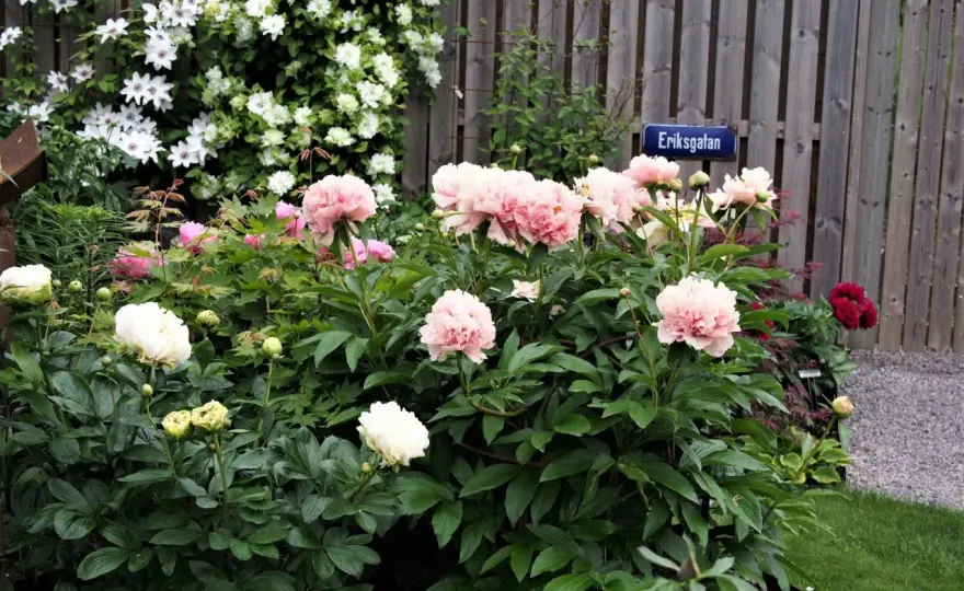 Plantera pioner på våren – Så lyckas du med blomningen