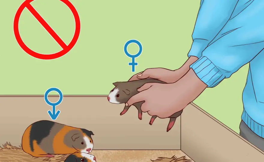 Castration du cochon d'Inde mâle - Tout savoir avant d'agir
