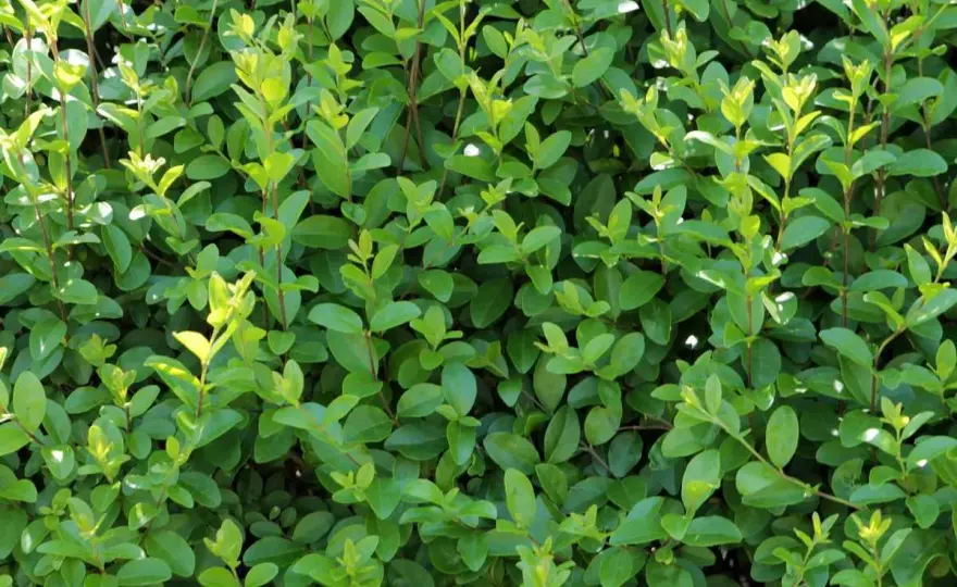 Haie de troène - Rapide, dense, facile - Le guide essentiel