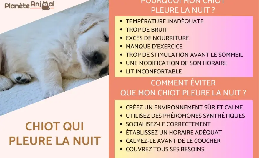 Chien qui pleure la nuit - Causes et solutions pour des nuits calmes