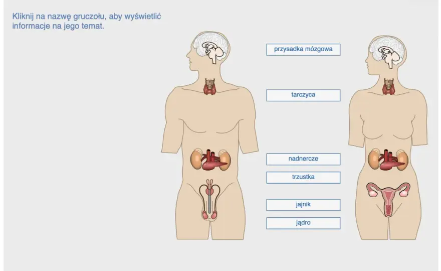 Układ hormonalny - jak steruje organizmem i jak rozpoznać zaburzenia?