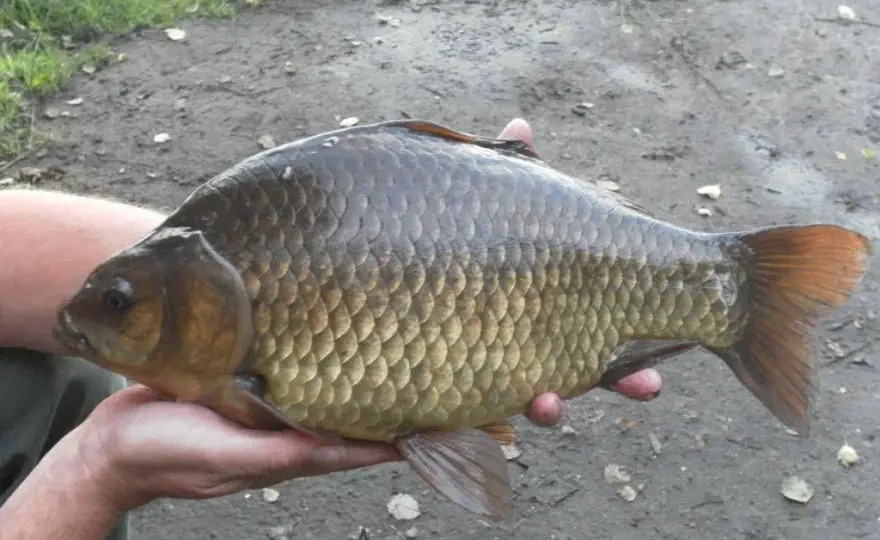 Najlepsza przynęta na karasia? Sprawdź top 5 i sekrety!