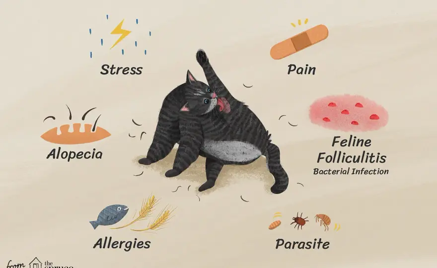 Cat Losing Hair? Find Causes & Solutions Now