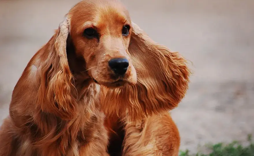 Cocker spaniel - charakter, ruch i zdrowie. Czy to pies dla Ciebie?