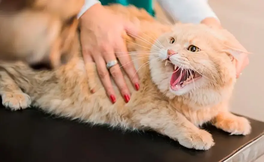 Rabia en gatos - Síntomas, contagio y prevención clave