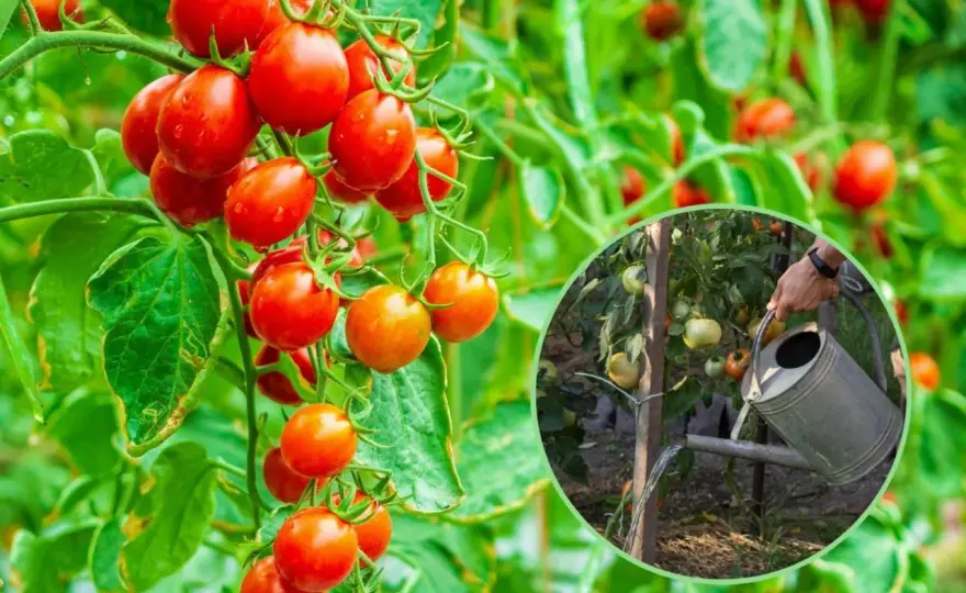Domowe sposoby nawożenia pomidorów: skuteczne i naturalne