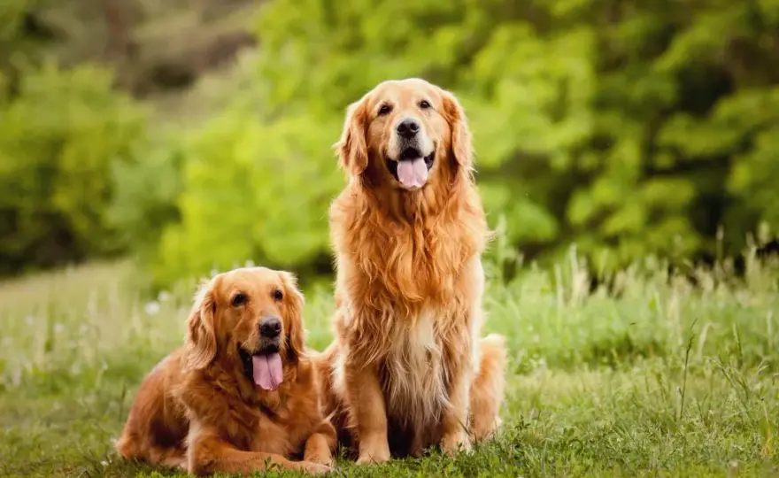 Golden Retriever: Koszt zakupu i utrzymania. Ile naprawdę kosztuje pies?