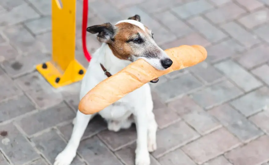 Czy pies może jeść chleb? Bezpieczeństwo i ryzyko pieczywa