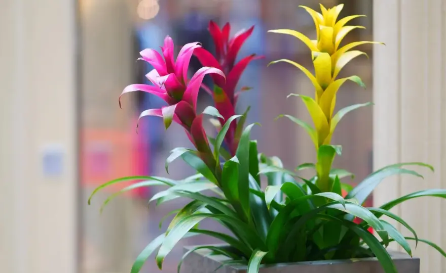 Guzmania - Cura perfetta in casa: luce, acqua e fioritura