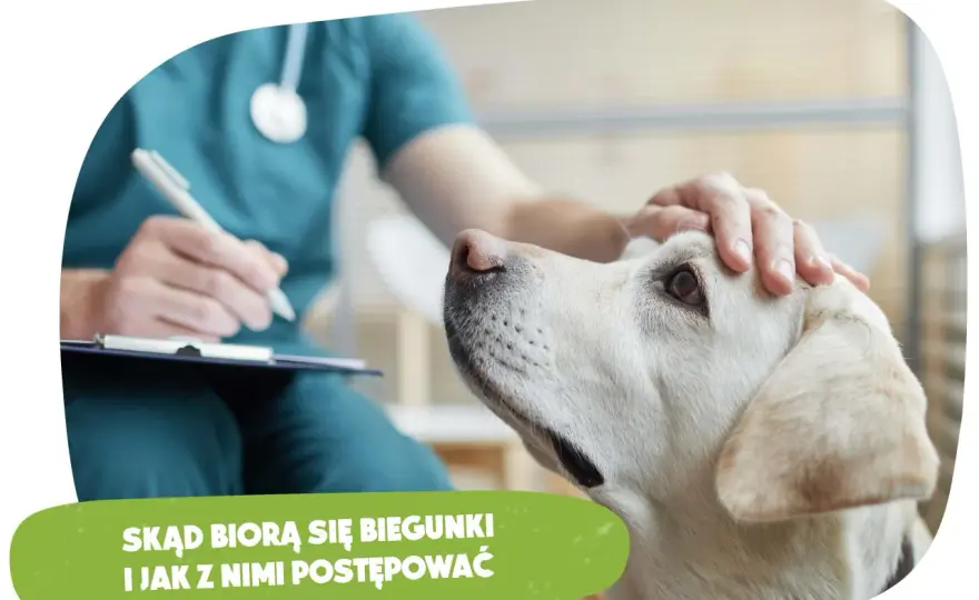 Pies ma biegunkę? Sprawdź, jak pomóc i kiedy iść do weterynarza