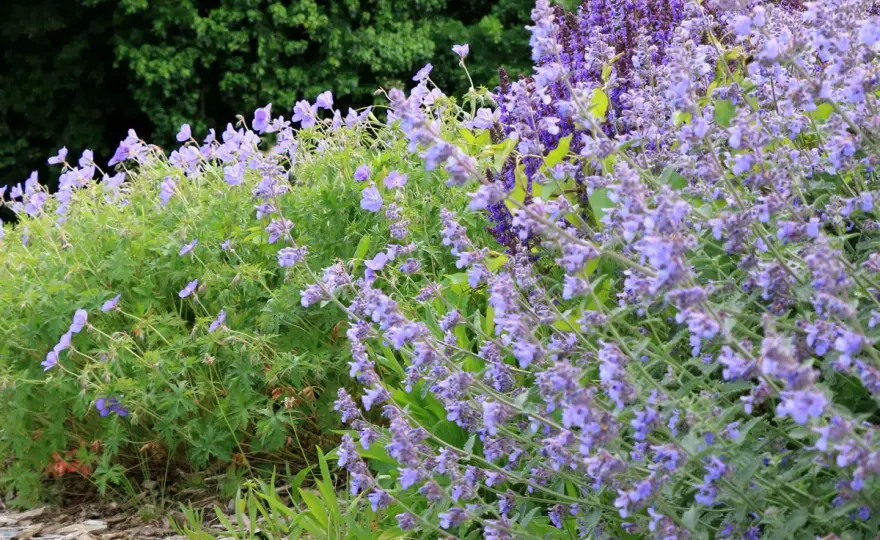 Géranium vivace - Bordure durable, facile et fleurie