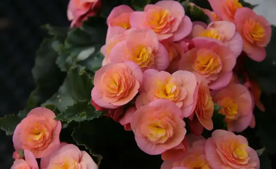 Czy begonia jest trująca dla kota - poznaj objawy zatrucia i skutki spożycia