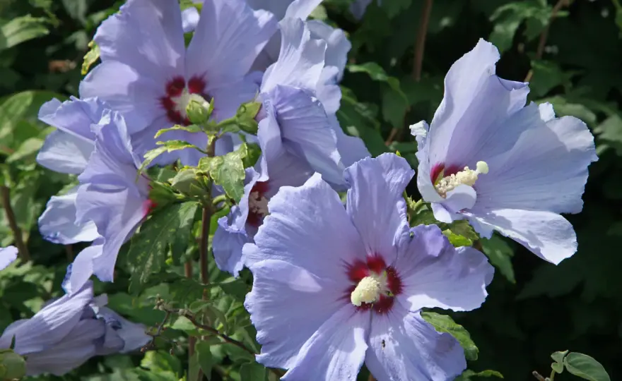 Czy hibiskus zimuje w ogrodzie - skuteczne sposoby na zabezpieczenie rośliny