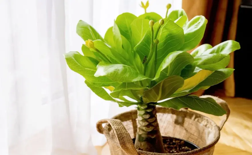 Palma hawajska (Brighamia insignis) - Pielęgnacja i sekrety uprawy