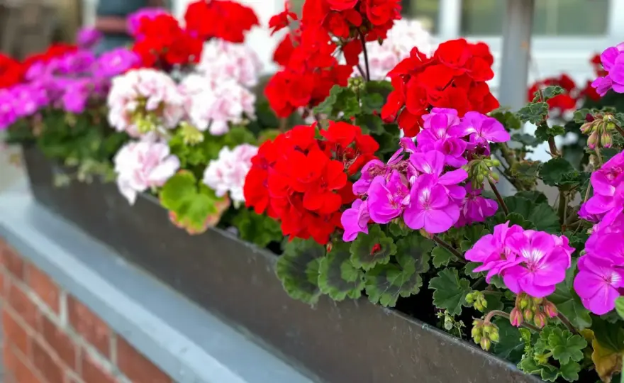 Pelargonie a drożdże - Czy to działa? Sprawdź!