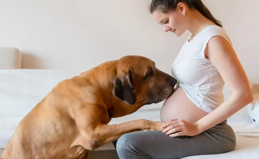 Chien et grossesse - Quand perçoit-il les changements?