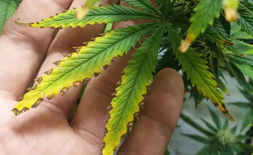 Concime canapa in fioritura - Guida per massimizzare i raccolti