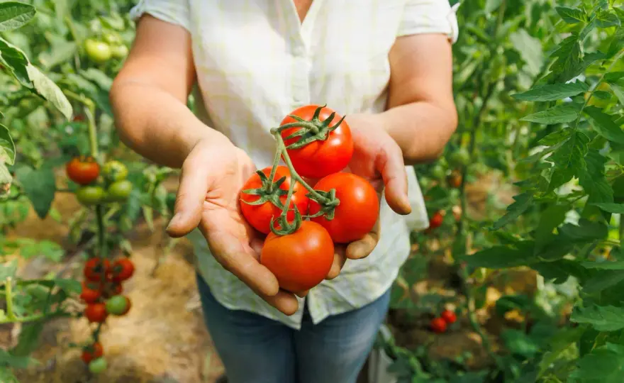 Pailler les tomates - Le guide complet pour réussir sa culture
