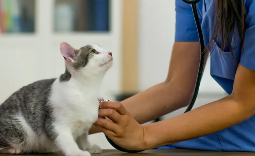 Male Cat Behavior After Neutering - What to Expect
