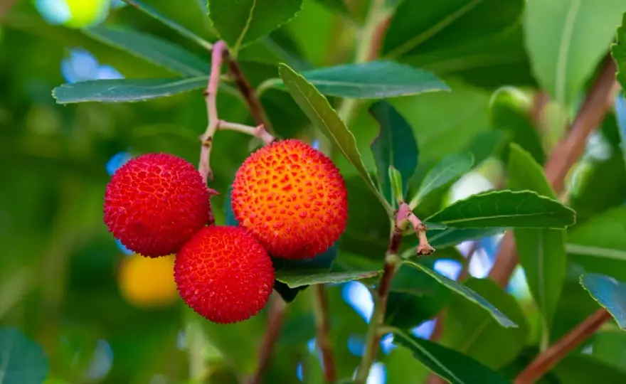 L’arbouse est-elle comestible ? Conseils de récolte