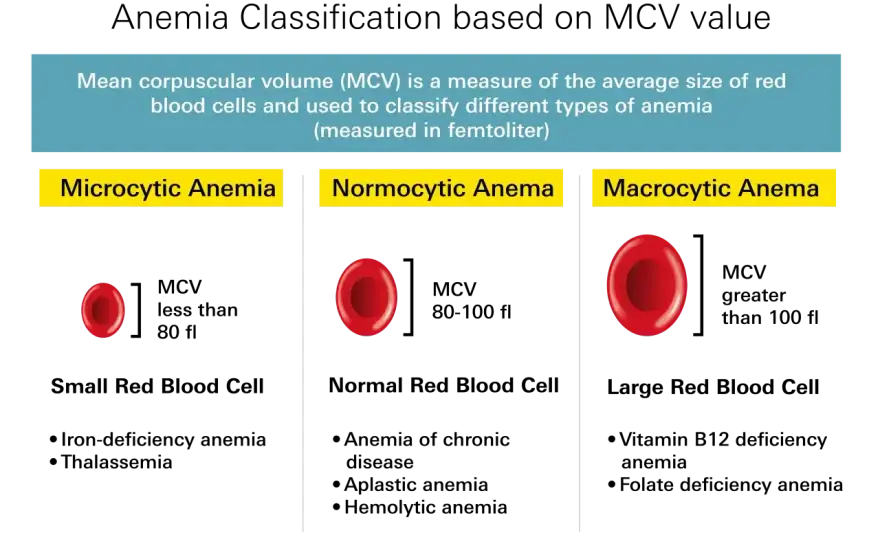 Anemia - Jak czytać wyniki badań krwi? Poradnik