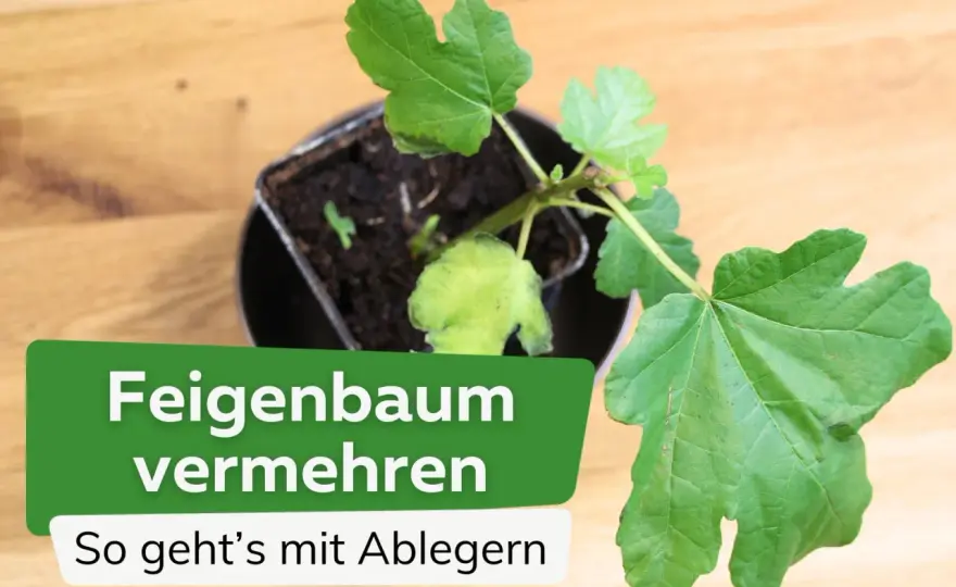 Feigen vermehren - die besten Methoden für sortenechte Pflanzen