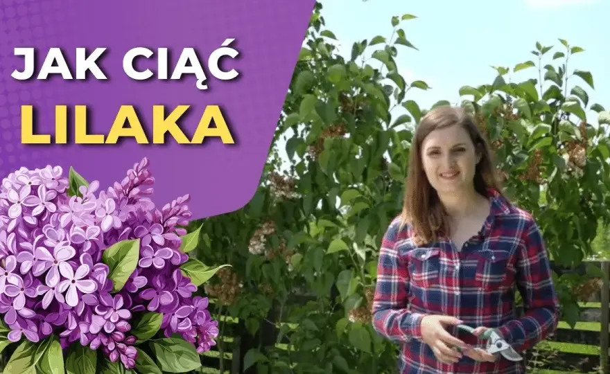 Jak przycinać bez, aby cieszyć się pięknym kwitnieniem i zdrowiem roślin