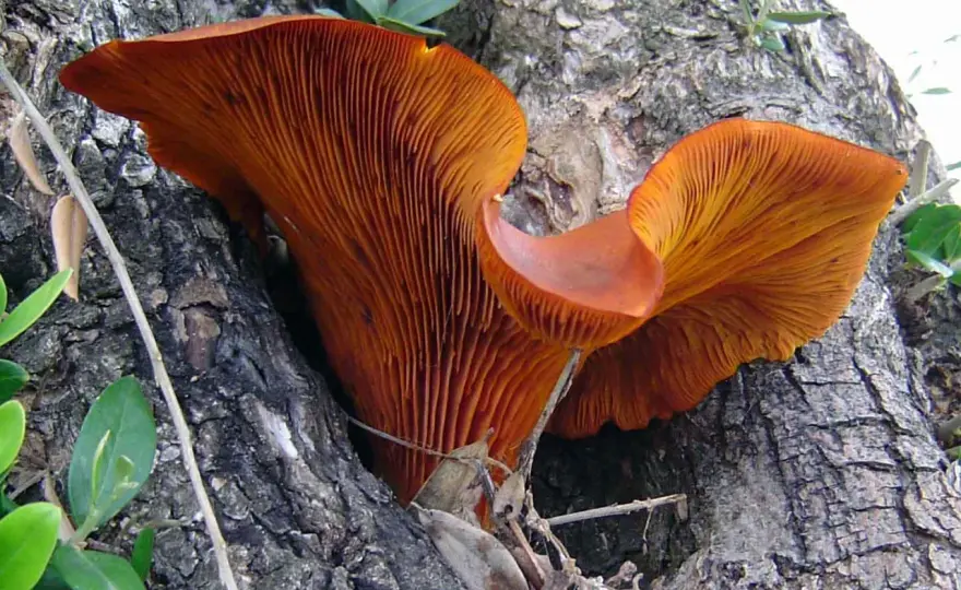 Fungo sul tronco dell’ulivo: cosa indica e come intervenire